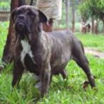 Buldogue Campeiro
