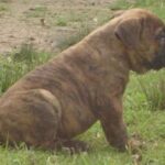 Buldogue Campeiro