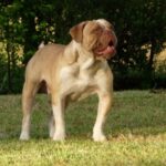 Buldogue Campeiro