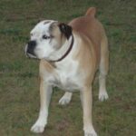 Buldogue Campeiro