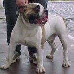 Buldogue Campeiro