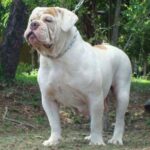 Buldogue Campeiro