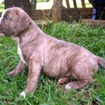Buldogue Campeiro