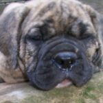 Buldogue Campeiro