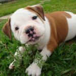Buldogue Campeiro