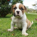 Buldogue Campeiro