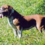 Buldogue Campeiro