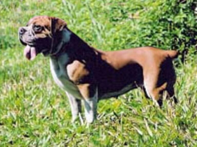 Buldogue Campeiro
