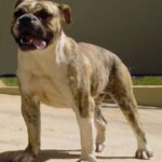 Buldogue Campeiro
