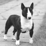 Bull Terrier