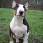 Bull Terrier