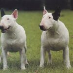 Bull Terrier