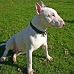 Bull Terrier