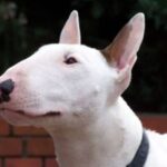 Bull Terrier