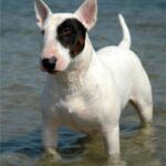 Bull Terrier