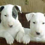 Bull Terrier