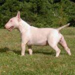 Bull Terrier