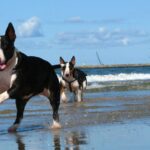 Bull Terrier