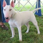 Bull Terrier