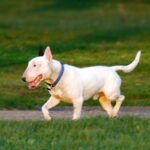 Bull Terrier