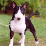 Bull Terrier
