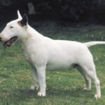 Bull Terrier