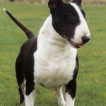 Bull Terrier