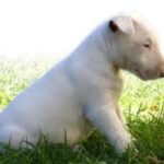 Bull Terrier