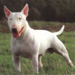 Bull Terrier