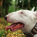 Bull Terrier