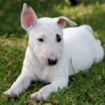 Bull Terrier