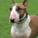 Bull Terrier
