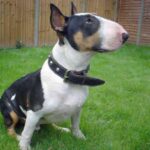 Bull Terrier