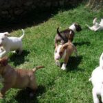 Bull Terrier