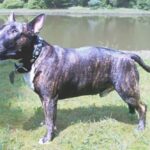 Bull Terrier