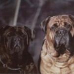 Bullmastiff