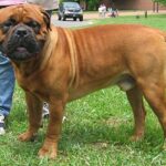 Bullmastiff
