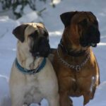 Bullmastiff