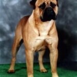 Bullmastiff