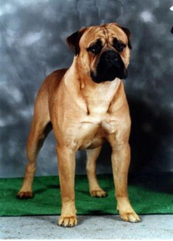 Bullmastiff