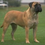 Bullmastiff