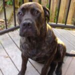 Bullmastiff