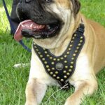Bullmastiff