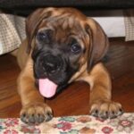 Bullmastiff