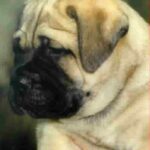 Bullmastiff