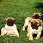 Bullmastiff