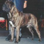 Bullmastiff