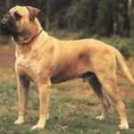 Bullmastiff