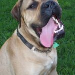 Bullmastiff