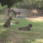 Bullmastiff